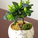 クチナシの盆栽　【陶芸家作盆栽鉢】