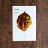 No.010 Sakura Bug-eaten leaf 透明ステッカー