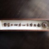 ドングリの標本函