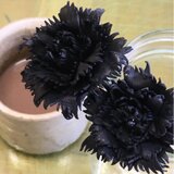 革カーネーションの画像