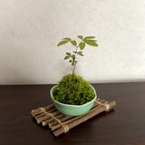 苔玉 南天（なんてん） 萩（はぎ）花置き付 WABITO