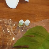 ダブルsquareSTUDS  greenの画像