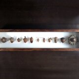 ドングリの標本函