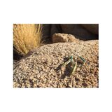 arrowhead bloom ∴ ピアス