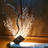 流木とウミウチワの間接照明