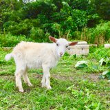 陸と海の生き物のポストカードセット