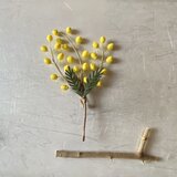 ミモザのコサージュの画像