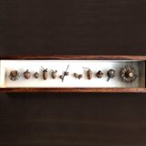 ドングリの標本函