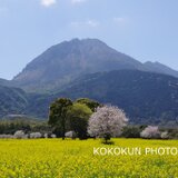 2020桜と菜の花「ポストカード５枚セット」