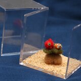 ダンゴウオのおうち