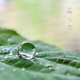 雨粒ピアス (揺れる) 。。。（フックピアス、イヤリング、ノンホールピアス ）　　雨粒　ガラス　の画像