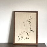 【身近な植物標本】ナヨクサフジ