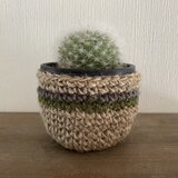 秋色のサボテン