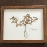 【身近な植物標本】カラスノエンドウ