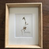 【身近な植物標本】ノヂシャ　