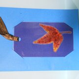 身近な植物の栞＆栞を使ったグリーティングカード