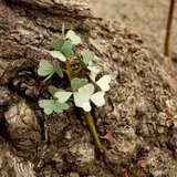 50％オフセール【花言葉は愛、希望、信頼】三つ葉のクローバーのコサージュ・ブローチ（2色）