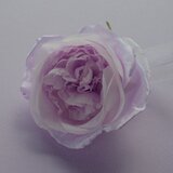 C-5 　　薄紫のイングリッシュローズ