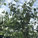 生枝●ユーカリ・グニー【 ６０～７０ｃｍ●５本セット 】　切りたて♪　フレッシュ♪