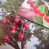 レッドジェイド Branche 14kgf ピアスの画像