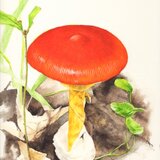 タマゴタケ（額装）の画像