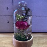 flome ハーバリウム「バラ」赤