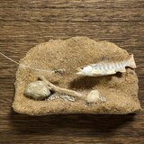 フライフィッシング　ジオラマパネル  山女魚　001