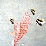 赤サンゴとハタタテダイ