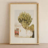 インテリアフォト『 - house "Cactus" -』