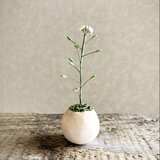 6432. bud 粘土の鉢植え ナズナ