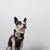 クールスヌード  ブラック あんぱん《保冷剤３つ付きます》