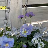 パンジー、スカビオサのナチュラルな寄せ植え