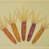 水彩イラスト原画　『コーンブラザーズ』