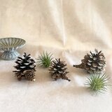 木の実のハリネズミ