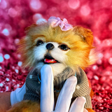 リアルアニマルズ‘狆’「ボタンちゃん」