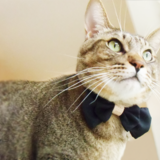 【送料無料】名入れオーダー・ヌメ革がアクセントな猫の首輪