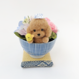 お茶わんこのミニアレンジメント畳付き〜トイプードルブラウン〜　アーティフィシャルフラワー　お誕生日　ペットのお悔やみ