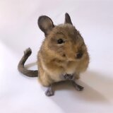 ＜受注制作＞デグーのぬいぐるみの画像