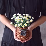 ◆粘土のお花◆　カモミール　バスケット（籠）K843