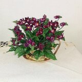 すみれ　ゴールド