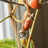 どんぐりからのびっくり猫