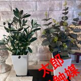 光触媒　人工観葉植物　ウォールグリーン　フェイクグリーン　オリーブとポポラスの画像