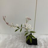 クレイの花(粘土).ジャスミン(花器無し)の画像