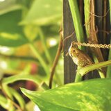 ＊受注制作＊ オカメインコさんネックレス