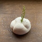 ○ Prayer Statue お月さんの画像