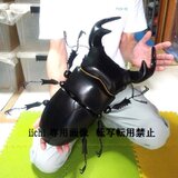 グランディスオオクワガタ　MEGA・BIG　リアルフィギュア