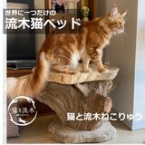 木のぬくもりに包まれる　流木ねこベッド【猫と流木ねこりゅう】