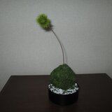 アートミニ盆栽　苔玉①★消臭効果あり★