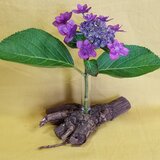 一輪挿し9　ナンテン　自然木　難を転ずる　オイル塗装済