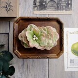 花びらのバレッタ  Lサイズ ■ フラットデザイン コットンパール ■ グリーンピンク